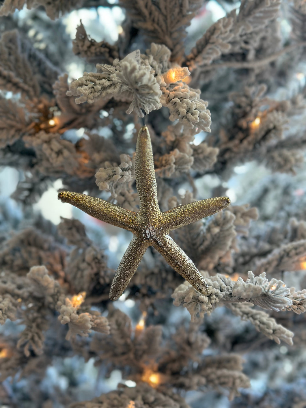 Silver Starfish