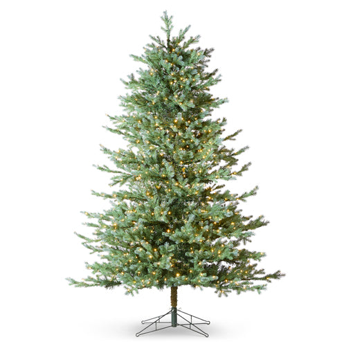 Blue Spruce Tree 7.5