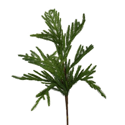Short Needle Pine Branch