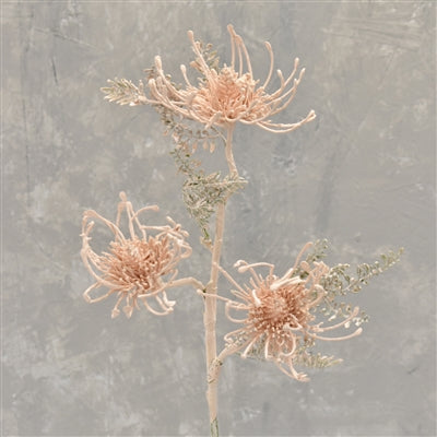 Dried Texture Protea Spray, Cream