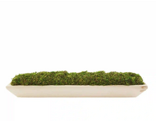 Load image into Gallery viewer, Moss Tray